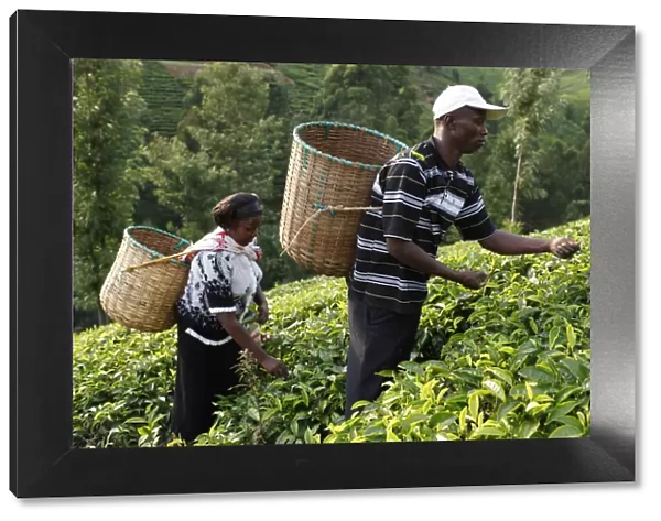 Farmer Lincoln Kimanthi Mugo and his wife Polly Mukami picking tea, Kathangiri, Kenya