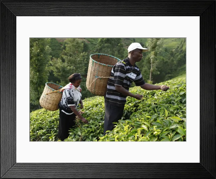 Framed Print : Farmer Lincoln Kimanthi Mugo and his wife Polly Mukami picking tea, Kathangiri, Kenya Framed Print : Farmer Lincoln Kimanthi Mugo and his wife Polly Mukami picking tea, Kathangiri, Kenya