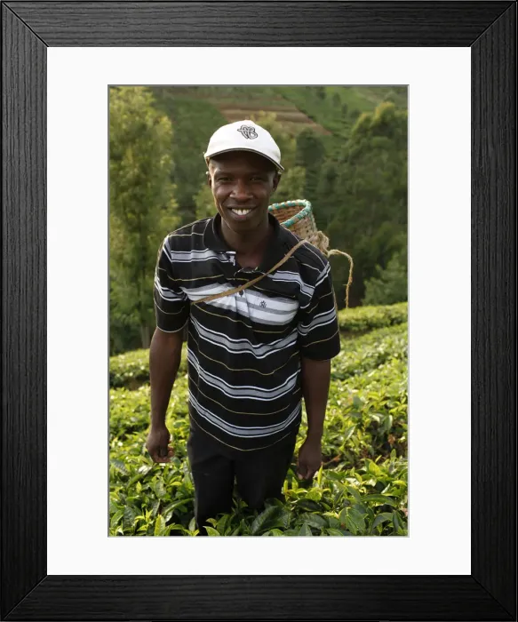 Framed Print : Farmer Lincoln Kimanthi Mugo picking tea, Kathangiri, Kenya, East Africa, Africa Framed Print : Farmer Lincoln Kimanthi Mugo picking tea, Kathangiri, Kenya, East Africa, Africa