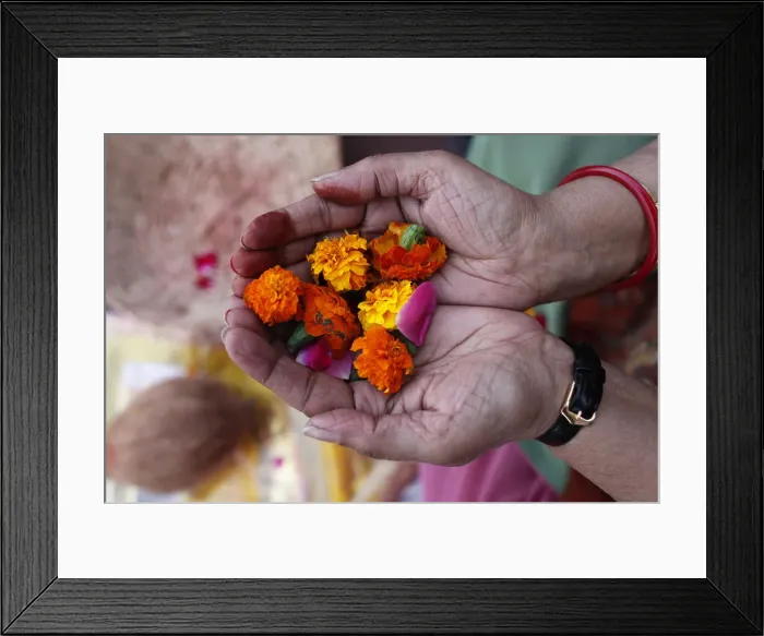 Framed Print : Flower offering during Hindu prayer, Mathura, Uttar Pradesh, India, Asia Framed Print : Flower offering during Hindu prayer, Mathura, Uttar Pradesh, India, Asia