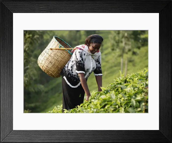 Framed Print : Farmer Polly Mukami picking tea, Kathangiri, Kenya, East Africa, Africa Framed Print : Farmer Polly Mukami picking tea, Kathangiri, Kenya, East Africa, Africa