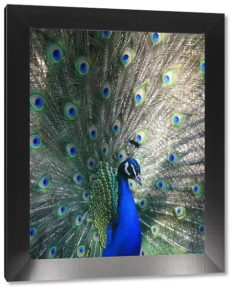 Peacock, Thessalonica, Macedonia, Greece, Europe