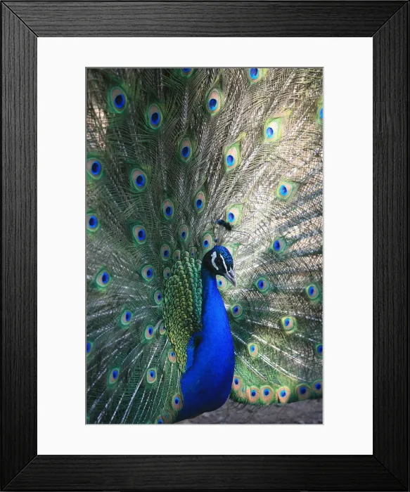 Framed Print : Peacock, Thessalonica, Macedonia, Greece, Europe Framed Print : Peacock, Thessalonica, Macedonia, Greece, Europe