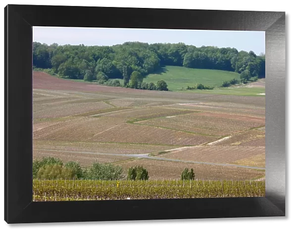 Champagne vineyard, Marne, France, Europe
