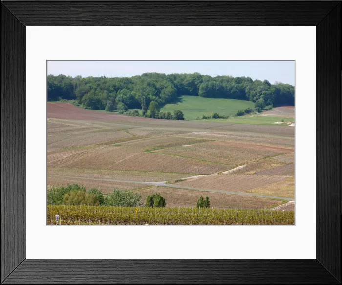 Framed Print : Champagne vineyard, Marne, France, Europe Framed Print : Champagne vineyard, Marne, France, Europe