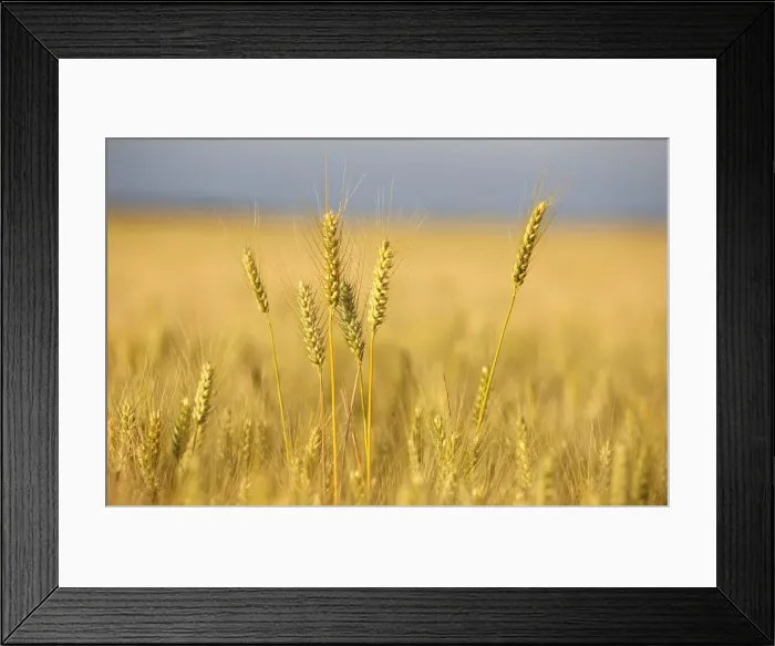 Framed Print : Wheat field, Eure, France, Europe Framed Print : Wheat field, Eure, France, Europe