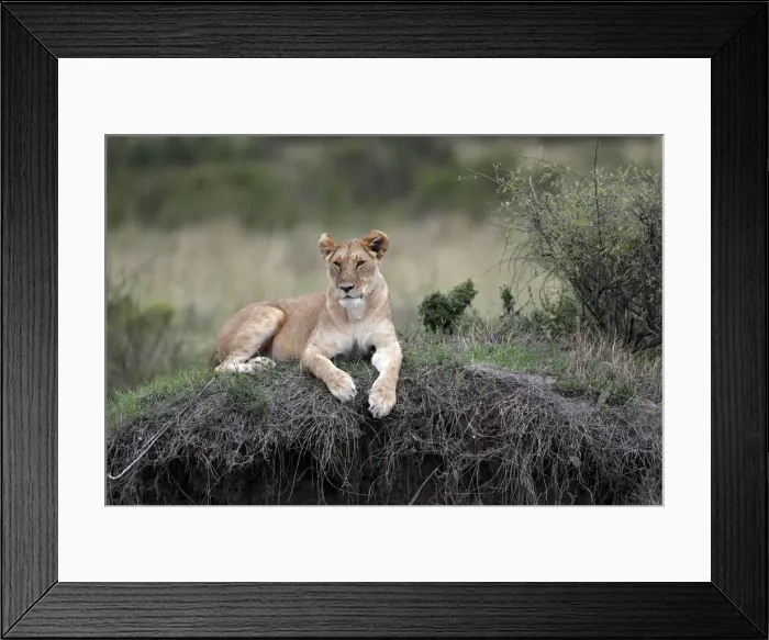 Framed Print : Lioness (Panthera leo) in savanna, Masai Mara Game Reserve, Kenya, East Africa, Africa