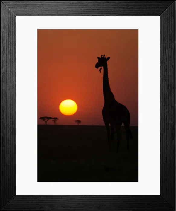 Framed Print : Silhouette of giraffe (Giraffa camelopardalis) at sunset, Serengeti National Park Framed Print : Silhouette of giraffe (Giraffa camelopardalis) at sunset, Serengeti National Park
