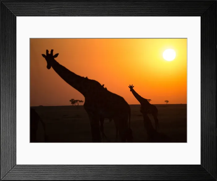Framed Print : Silhouettes of giraffe (Giraffa camelopardalis) at sunset, Serengeti National Park Framed Print : Silhouettes of giraffe (Giraffa camelopardalis) at sunset, Serengeti National Park