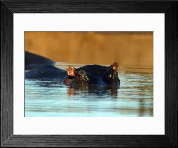 Framed Print : Hippopotamus immersed in water, Kruger National Park, South Africa, Africa Framed Print : Hippopotamus immersed in water, Kruger National Park, South Africa, Africa