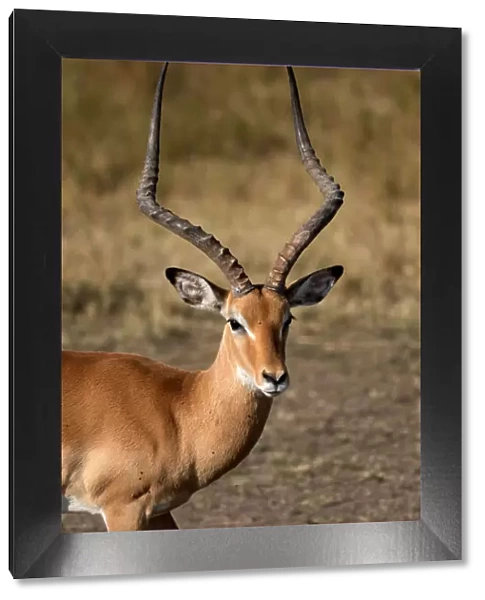 Impala (Aepyceros melampus), Masai Mara National Reserve, Kenya, East Africa, Africa