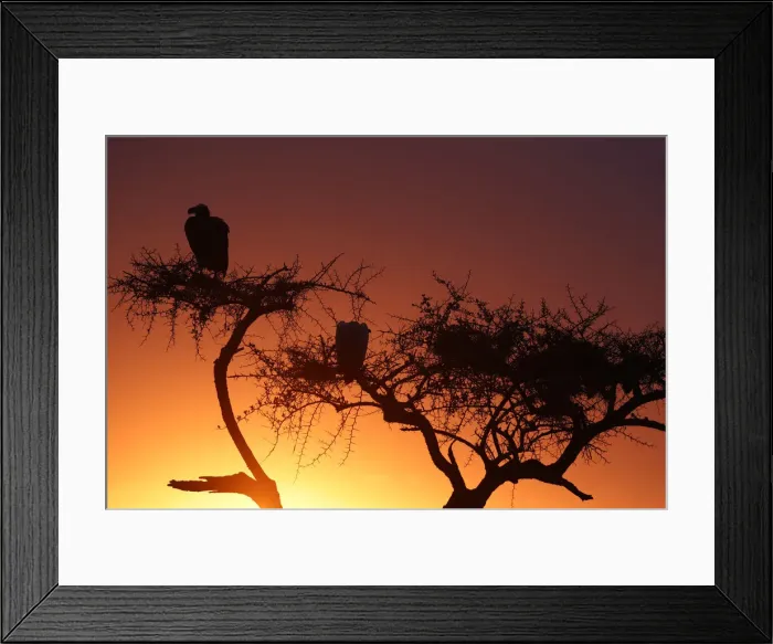 Framed Print : Griffon vulture (Gyps fulvus) in a tree at sunrise, Masai Mara Game Reserve, Kenya Framed Print : Griffon vulture (Gyps fulvus) in a tree at sunrise, Masai Mara Game Reserve, Kenya