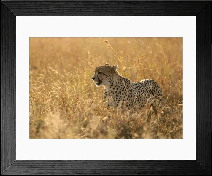 Framed Print : Cheetah ( Acinonyx jubatus ) in savanna, Lower Sabie, Kruger National Park, South Africa Framed Print : Cheetah ( Acinonyx jubatus ) in savanna, Lower Sabie, Kruger National Park, South Africa