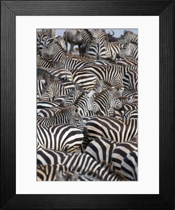 Framed Print : Zebras, Serengeti National Park, Tanzania, East Africa, Africa Framed Print : Zebras, Serengeti National Park, Tanzania, East Africa, Africa
