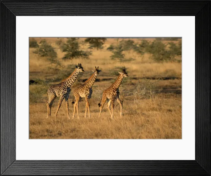 Framed Print : Young giraffes (Giraffa camelopardalis), Serengeti National Park, Tanzania, East Africa Framed Print : Young giraffes (Giraffa camelopardalis), Serengeti National Park, Tanzania, East Africa