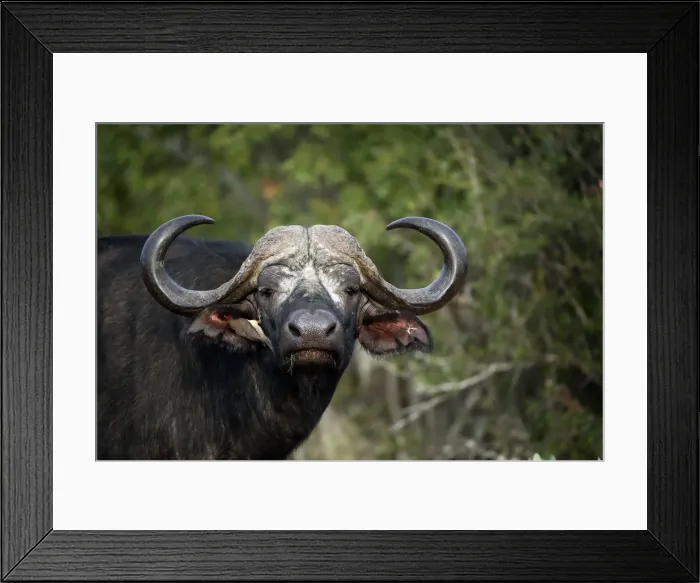 Framed Print : African buffalo, Kruger National Park, South Africa, Africa Framed Print : African buffalo, Kruger National Park, South Africa, Africa