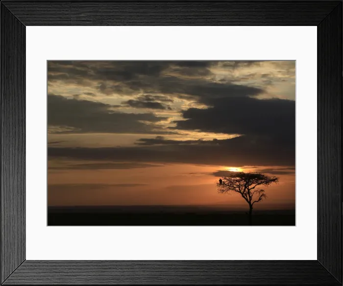 Framed Print : Silhouette of a tree at sunrise, Masai Mara Game Reserve, Kenya, East Africa, Africa Framed Print : Silhouette of a tree at sunrise, Masai Mara Game Reserve, Kenya, East Africa, Africa