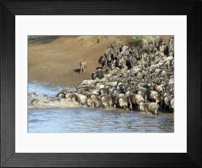 Framed Print : Herd of migrating wildebeest (Connochaetes taurinus) crossing Mara River Framed Print : Herd of migrating wildebeest (Connochaetes taurinus) crossing Mara River