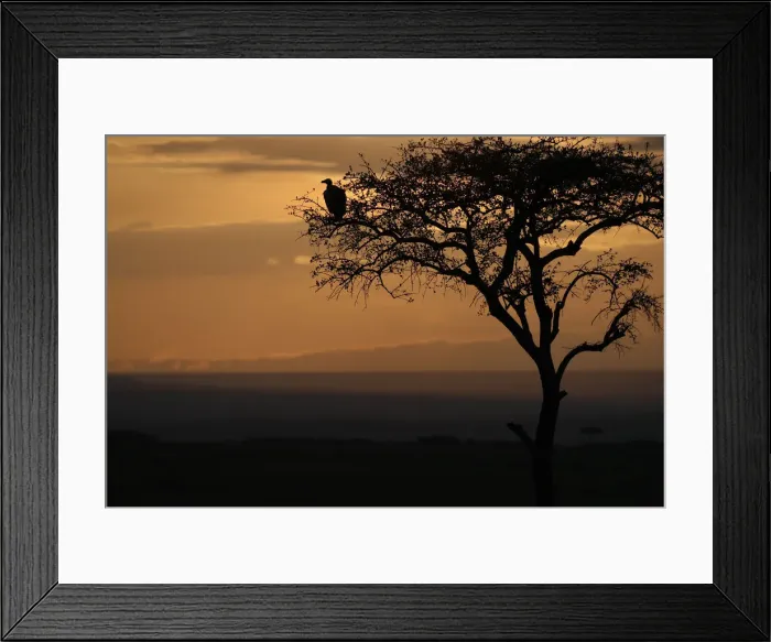 Framed Print : Griffon vulture (Gyps fulvus) in a tree at sunrise, Masai Mara Game Reserve, Kenya Framed Print : Griffon vulture (Gyps fulvus) in a tree at sunrise, Masai Mara Game Reserve, Kenya