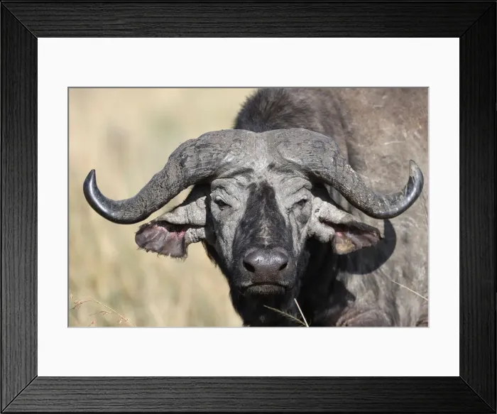 Framed Print : Portrait of an African buffalo, Masai Mara Game Reserve, Kenya, East Africa, Africa