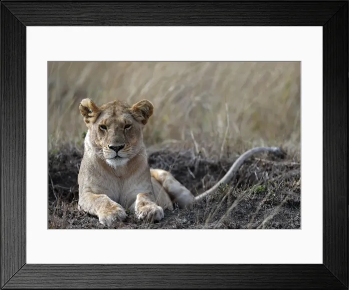 Framed Print : Lioness (Panthera leo) in savanna, Masai Mara Game Reserve, Kenya, East Africa, Africa Framed Print : Lioness (Panthera leo) in savanna, Masai Mara Game Reserve, Kenya, East Africa, Africa