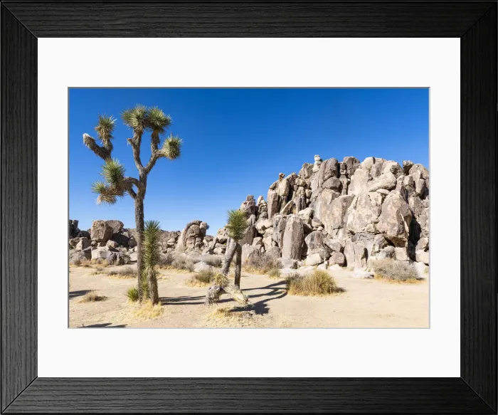 Framed Print : Joshua tree in the Joshua Tree National Park, California, United States of America Framed Print : Joshua tree in the Joshua Tree National Park, California, United States of America