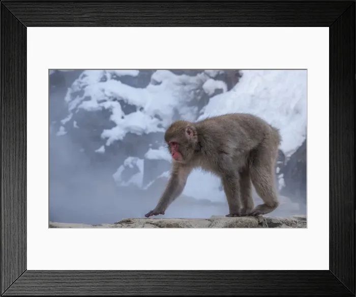 Framed Print : Snow monkey, Honshu, Japan, Asia Framed Print : Snow monkey, Honshu, Japan, Asia