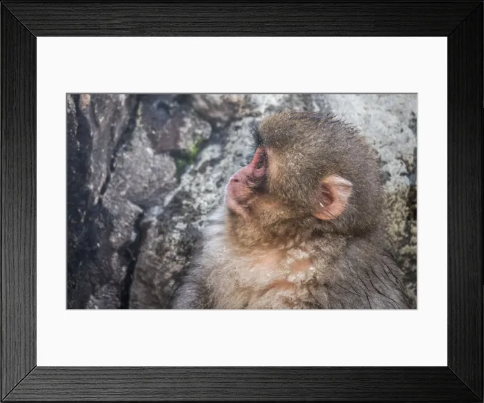 Framed Print : Snow Monkey face, Honshu, Japan, Asia Framed Print : Snow Monkey face, Honshu, Japan, Asia