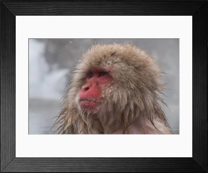 Framed Print : Snow Monkey looking out, Honshu, Japan, Asia Framed Print : Snow Monkey looking out, Honshu, Japan, Asia