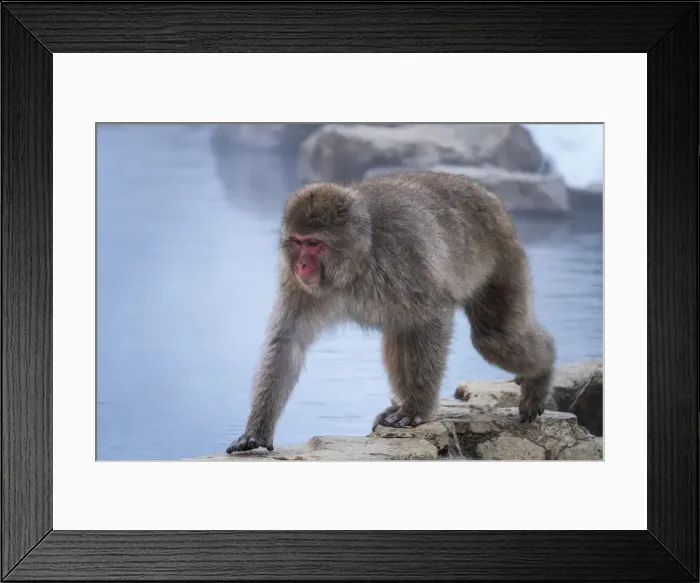 Framed Print : Snow monkey walking on the edge of the Onsen, Honshu, Japan, Asia Framed Print : Snow monkey walking on the edge of the Onsen, Honshu, Japan, Asia