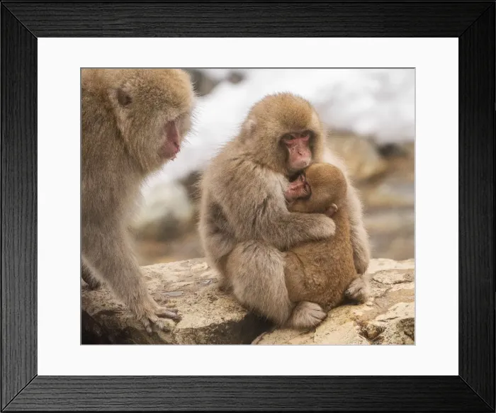 Framed Print : Snow monkey family, Honshu, Japan, Asia Framed Print : Snow monkey family, Honshu, Japan, Asia