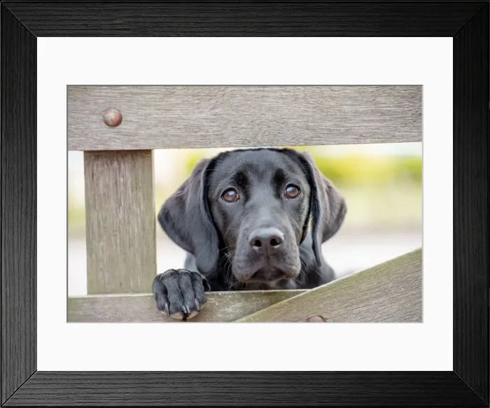 Framed Print : Black Labrador puppy looking through a gate, United Kingdom, Europe