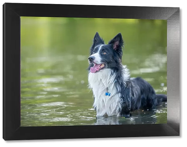 Collie standing in a river, United Kingdom, Europe