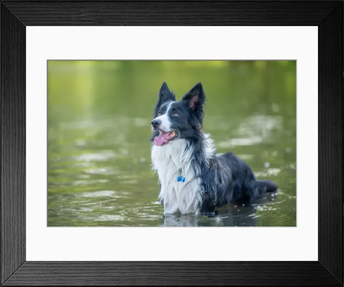 Framed Print : Collie standing in a river, United Kingdom, Europe Framed Print : Collie standing in a river, United Kingdom, Europe