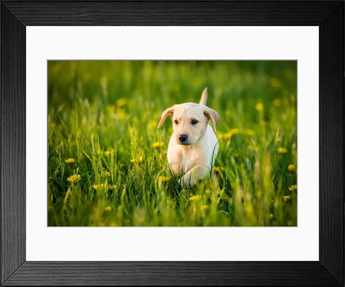 Framed Print : Golden Labrador Puppy running through a field of daisies, United Kingdom, Europe Framed Print : Golden Labrador Puppy running through a field of daisies, United Kingdom, Europe
