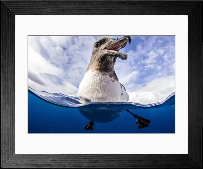 Framed Print : A curious adult cape petrel (Daption capense), Lindblad Cove, Trinity Peninsula Framed Print : A curious adult cape petrel (Daption capense), Lindblad Cove, Trinity Peninsula