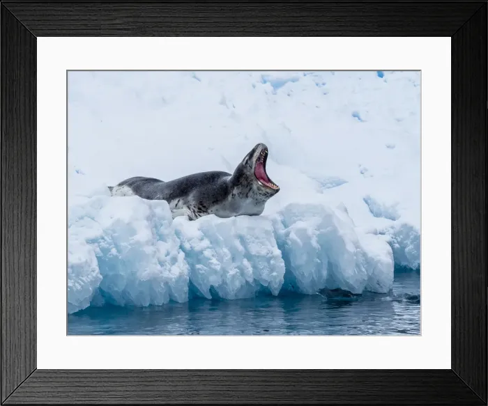 Framed Print : An adult leopard seal (Hydrurga leptonyx), hauled out on ice in Cierva Cove, Antarctica Framed Print : An adult leopard seal (Hydrurga leptonyx), hauled out on ice in Cierva Cove, Antarctica
