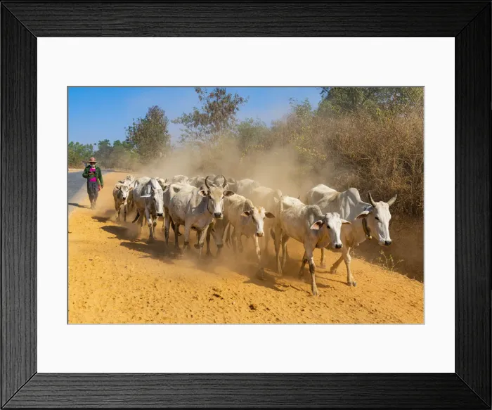 Framed Print : Cows walking along a road, Inle Lake, Shan state, Myanmar (Burma), Asia Framed Print : Cows walking along a road, Inle Lake, Shan state, Myanmar (Burma), Asia