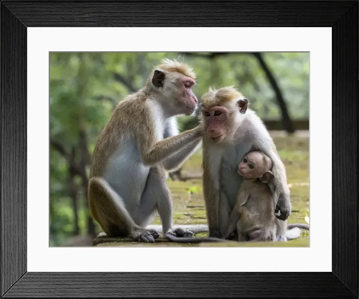 Framed Print : Toque macaques (Macaca sinica) grooming each other, Polonnaruwa, Sri Lanka, Asia Framed Print : Toque macaques (Macaca sinica) grooming each other, Polonnaruwa, Sri Lanka, Asia