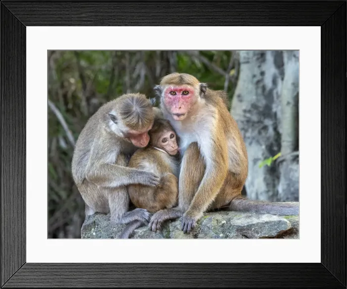 Framed Print : A baby toque macaque (Macaca sinica), nursing from its mother, Polonnaruwa, Sri Lanka Framed Print : A baby toque macaque (Macaca sinica), nursing from its mother, Polonnaruwa, Sri Lanka