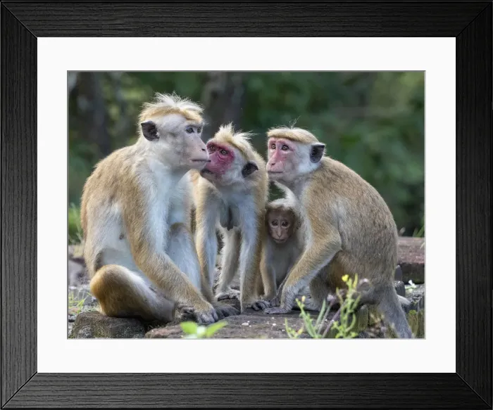 Framed Print : A Toque macaque (Macaca sinica) troop in Polonnaruwa, Sri Lanka, Asia Framed Print : A Toque macaque (Macaca sinica) troop in Polonnaruwa, Sri Lanka, Asia