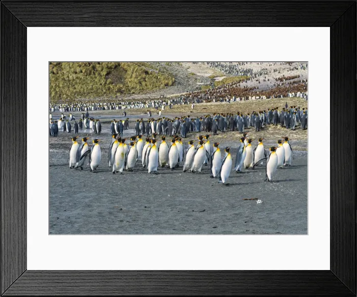 Framed Print : King Penguin colony (Aptenodytes patagonicus), Right Whale Bay, South Georgia Island Framed Print : King Penguin colony (Aptenodytes patagonicus), Right Whale Bay, South Georgia Island