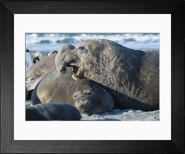 Framed Print : Growling male Southern Elephant seal (Mirounga leonina), Salisbury Plains Framed Print : Growling male Southern Elephant seal (Mirounga leonina), Salisbury Plains