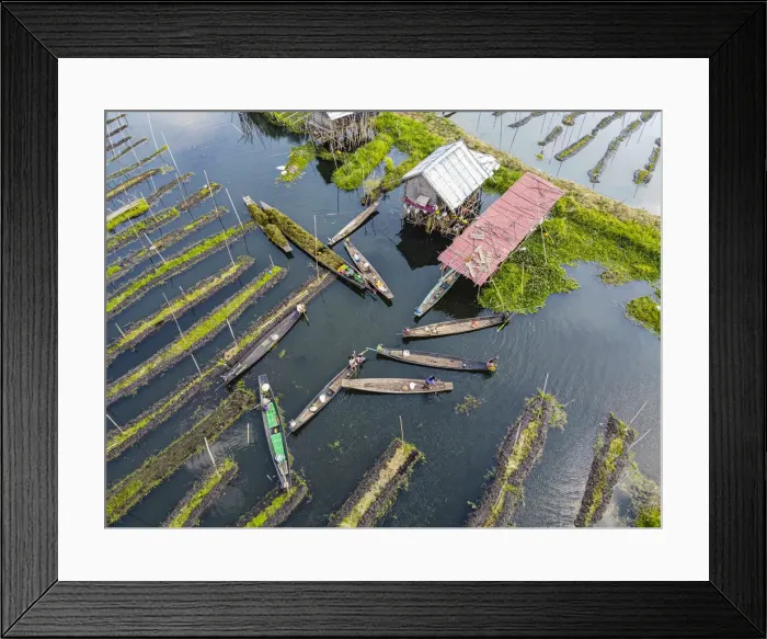 Framed Print : Aerial by drone of canoes in the floating gardens, Inle Lake, Shan state, Myanmar (Burma) Framed Print : Aerial by drone of canoes in the floating gardens, Inle Lake, Shan state, Myanmar (Burma)