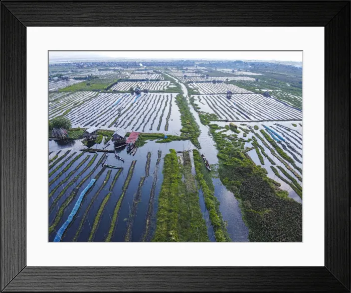 Framed Print : Aerial by drone of the floating gardens, Inle Lake, Shan state, Myanmar (Burma), Asia Framed Print : Aerial by drone of the floating gardens, Inle Lake, Shan state, Myanmar (Burma), Asia