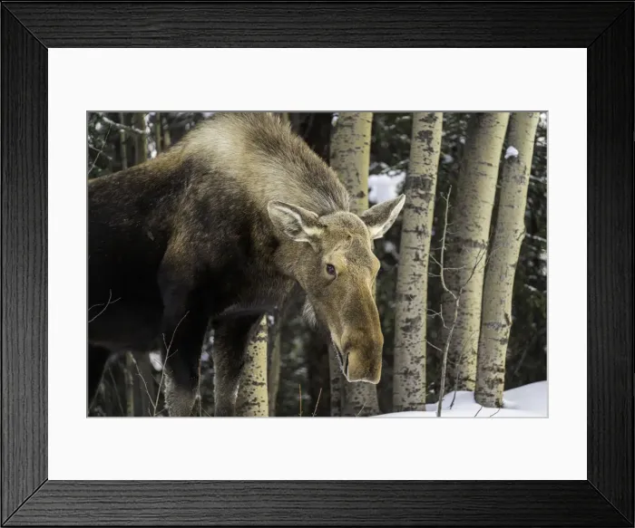 Framed Print : An Alaskan moose in winter roaming the Denali National Park, Alaska Framed Print : An Alaskan moose in winter roaming the Denali National Park, Alaska