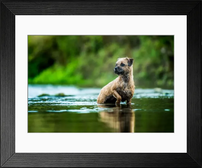 Framed Print : Border Terrier standing in a river, United Kingdom, Europe Framed Print : Border Terrier standing in a river, United Kingdom, Europe