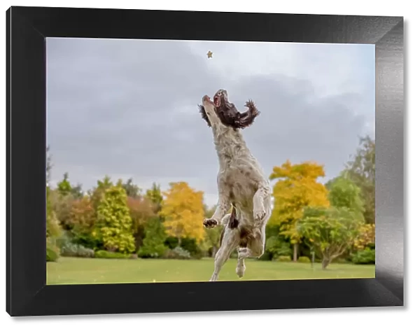 Springer Spaniel catching a treat in mid air, United Kingdom, Europe