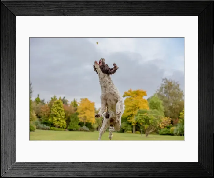Framed Print : Springer Spaniel catching a treat in mid air, United Kingdom, Europe Framed Print : Springer Spaniel catching a treat in mid air, United Kingdom, Europe