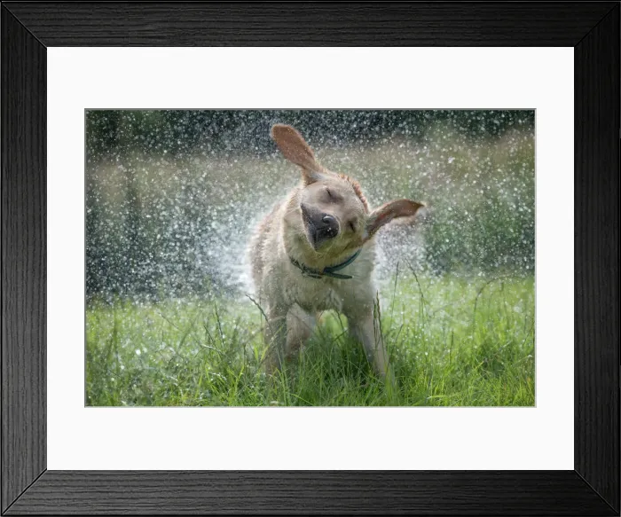 Framed Print : Golden Labrador shaking off water, United Kingdom, Europe Framed Print : Golden Labrador shaking off water, United Kingdom, Europe